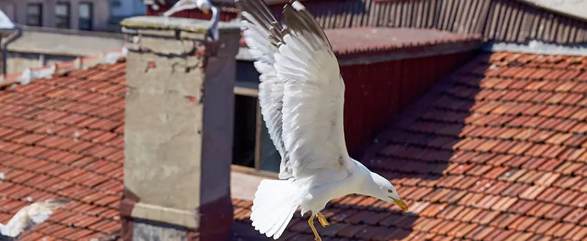 Residential Chimney Animal Removal Solution in Twin Falls, ID